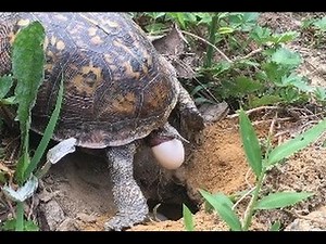 Live Egg Laying Box Turtle in Wild Natural Setting At my Backyard Tortoise Laying Eggs