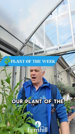 🌸 Plant of the Week: Foxglove (Digitalis)! 🌸 With stunning bell-shaped blooms, foxgloves self-seed and come back every year—bringing magic to your garden again and again. ✨🌿 #PlantOfTheWeek #Foxglove #StunningBlooms #GardenMagic #Perennials #PlantLovers #FernhillGardenCentre | Fernhill Athlone