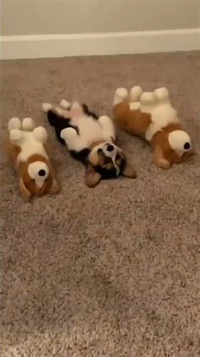 Proof That Dogs Can Sleep Anywhere #dogs #animals #shorts