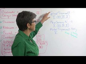 5.5 Cranial Nerves: Nuclei