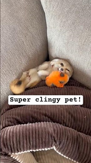 Why Fennec Foxes Are The Clingiest Pets 🥺