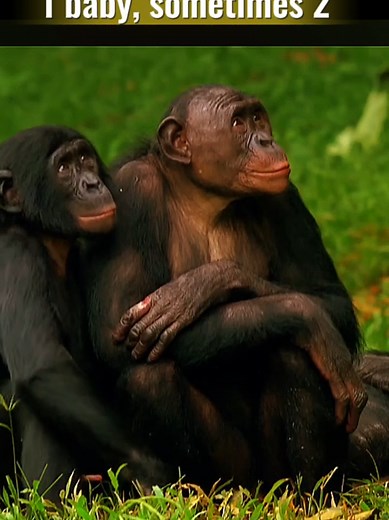 Hidden Secrets of Mating in the World of Monkeys