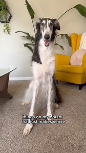 99K views · 8.1K reactions | Abby’s particular make and model is equipped with six different sad switches #borzoi #cutedogs #funnydogvideos #voiceover #fyp #FacebookReelsContent | Cleolonglegs | Facebook