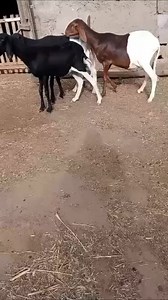 uda sheep's 455,000 for all we have the best uda breed tall legs and good for breeding with balami | K-F Agro Tech And Agro Service | Facebook