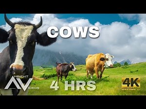 COWS 🐄🐮 4 Hours Ambient Video of Beautiful, Playful and relaxing Cows
