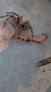 321K views · 4.8K reactions | ARANHA X ESCORPIÃO! | Robson Mits | Facebook