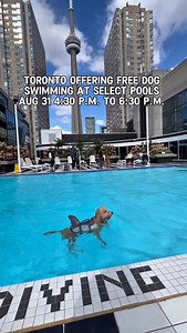 Will you bring your dog for a swim? Toronto offering free dog swimming at select pools Aug 31 4:30 p.m. to 6:30 p.m. for last day of outdoor pool season . . #toronto #torontosummer #dogs #puppies #doglovers #todotoronto #torontolife | Todotoronto