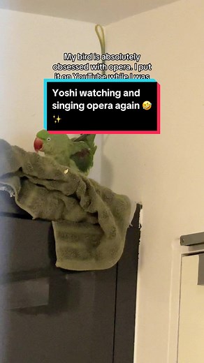 Parrot's Hilarious Opera Singing Performance