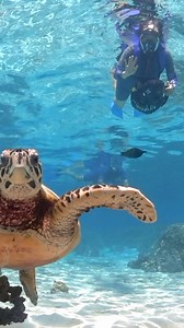 The stunning lagoon of Moorea is the perfect playground to discover the island’s fascinating marine life. 🐠🐢 Within our resort, the Diving Center offers a wide range of water activities. 🤿 With Ia Ora Diving, dive into the wonders of the underwater world and encounter tropical fish, rays, sharks, turtles, and even majestic whales during an introductory dive or a more advanced session. 🐋 If you’d like to explore the crystal-clear lagoon in a unique way, the sea scooter from Moorea Water Game 