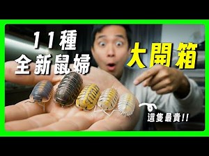 這隻鼠婦超美但好貴!!｜11種「超美鼠婦大開箱」｜從平價到高檔都吸引人｜【臺灣蟻窟】