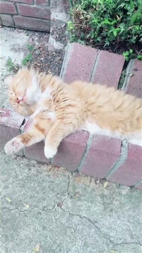 So cute 4a #cat #kittens #calicos #catshorts #animallovers #catlovers #kitten #petlovers #meow