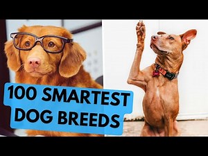 TOP 100 Smartest Dog Breeds Ranked