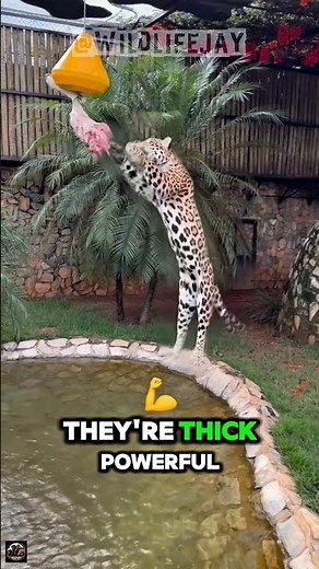 How Jaguars Stay on Top in the Jungle 🐆