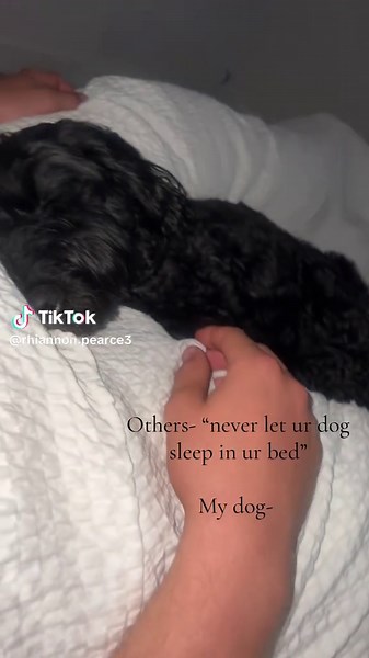 Why My Cockapoo Sleeps in My Bed