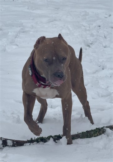 Understanding Pitbull Breeds and Their Traits