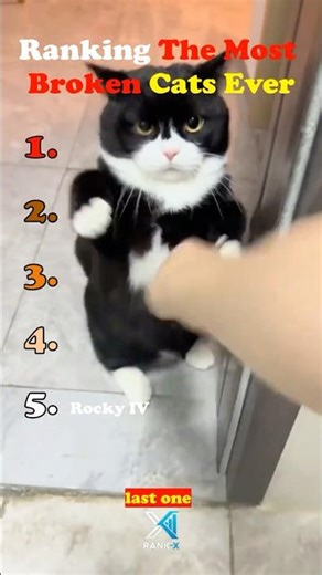 Ranking The Most Broken Cats Ever (Meme Edition) 💀🔊