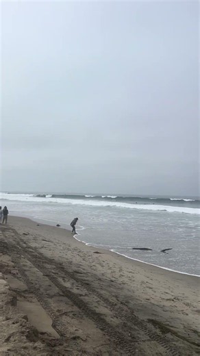 Beach weekend California #visitarcalifornia #beach #pacificocean
