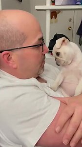 The cutest baby pug you've seen! 😍 | Animal Stories