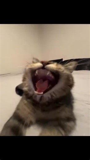 Cursed Cats | Funny ash • Credit: funny70m on TikTok • Follow @meowcursed for more cursed cats videos 😸 • Follow: @meowcursed Follow: @meowcursed Follow:... | Instagram