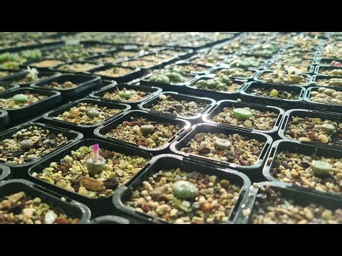 Conophytum Collection Tour Over 1000 Plants!