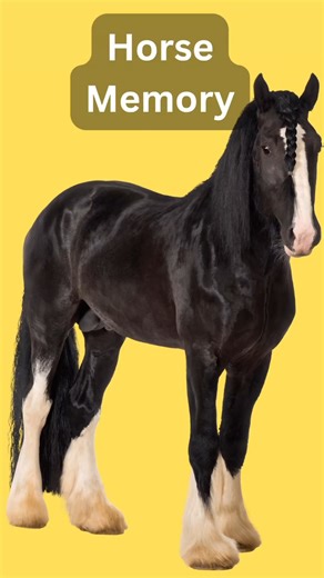 Horses Have Better Memory Than You Think #HorseFacts #EquineScience #AnimalFacts #Horse #DidYouKnow