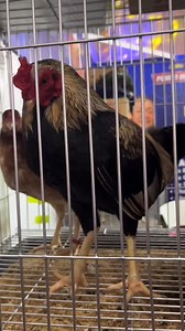 Atkinson Asil of Falcon Valley Gamefarm Stag 75k Pullet 60k 😍 | Ato Mic