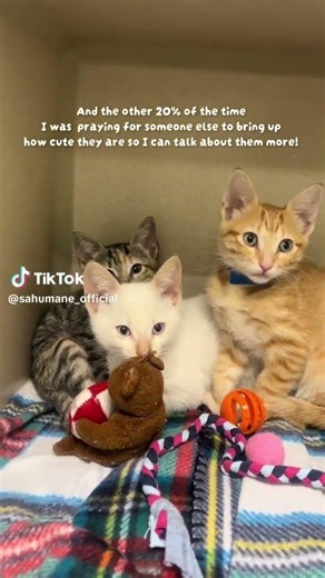 Kitten season is in full swing, and we have some of the cutest kittens! #adopt #sanantonio#kitten