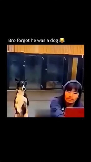 Daily Facts & Reels. on Instagram: "😳😂 Dogs can sometimes display behaviors that feel surprisingly human, a phenomenon known as anthropomorphism. This happens because dogs have evolved alongside humans for thousands of years, learning to read our facial expressions, body language, and emotional cues. Actions like tilting their head when they’re curious, “smiling” when they’re happy, sulking when they’re ignored, or offering comfort when someone is upset can closely mirror human reactions. Thes