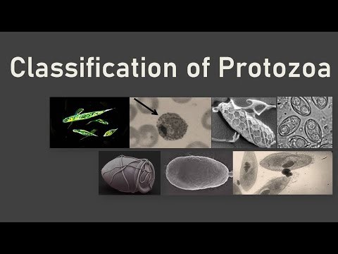 Classification of Protozoa I Levine I Protozoa Classification Tricks I Study Material on Protozoa
