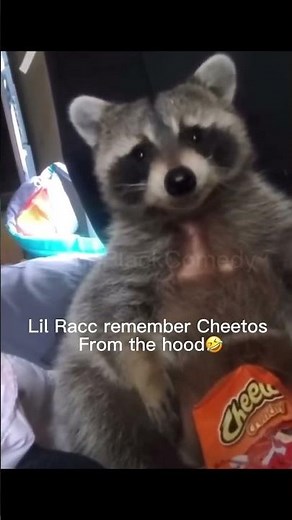 Raccoon Eating Cheetos is Too Funny! 🔥 #Raccoon #shorts