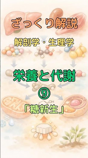 ざっくり解説 解剖学・生理学 栄養と代謝⑨ 糖新生 #柔道整復師学生#理学療法士 #解剖学 #看護師 #看護学生 #shorts