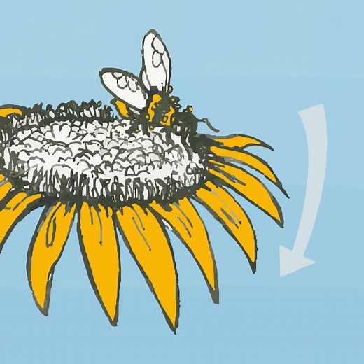 What is pollination? – a resource for kids