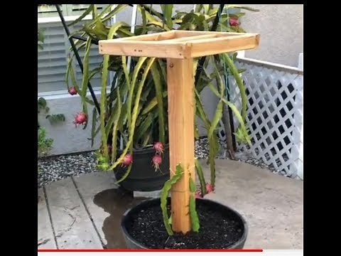 火龙果架的制作过程how to build a dragon fruit trellis