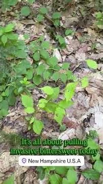 Woodlands Enthusiast at Work | Bittersweet Removal and Tree Care Tips #chipmunks #naturevideo
