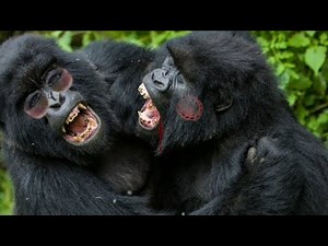 Two Male gorillas fighting each other😱😱| All information explain|