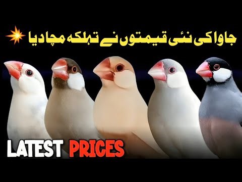 All java Finch Price | java sparrow price update | java finch market price