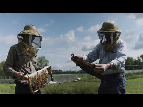 The Honey Bee Algorithm