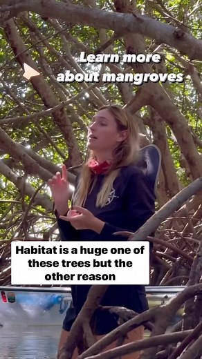 Sustainability takes many forms, and out at Shell Key, we prioritize public outreach! 📢 By educating our guests, we can not only share the importance of conserving our environment, but also encourage our guests to become passionate environmental stewards long after their tour is over 🌎 Join us on a journey through the mangroves, where we’ll learn how these trees safeguard the Florida coast from hurricanes. Their roots are more than just part of the scenery—they’re vital protectors. 🏝️🌊 Inter