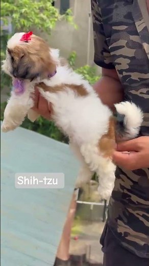 Cute & fluffy Shih-Tzu puppy 🐶❤️Healthy, playful & lovable friend for your family.📞 8011309959