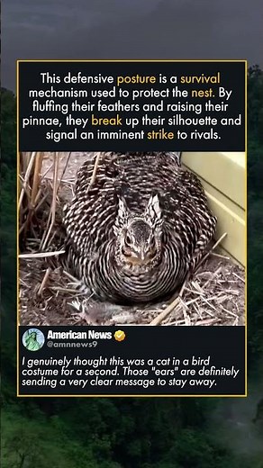 THE SECRET DEFENSE OF THE PRAIRIE CHICKEN