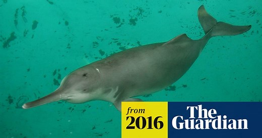 China's 'extinct' dolphin may have returned to Yangtze river, say conservationists