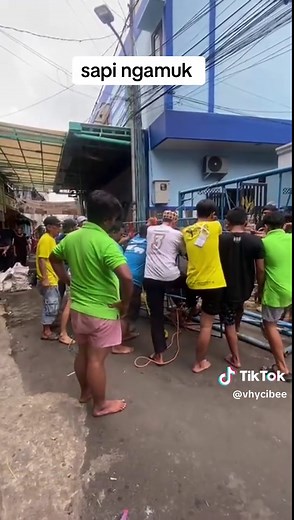 #sapiqurban #sapi #sapicore #sapingamuk