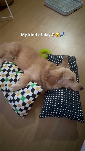 Golden Retriever/Dachshund Breed🤩