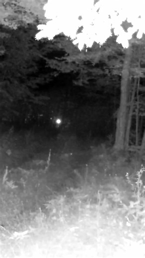 Creepy Night Noises in the Forest 🌲👀 What Is Making That Sound?