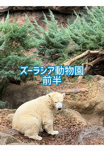 横浜動物園ズーラシアの魅力を探索