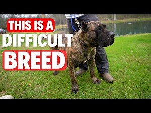Hard Dogs to Handle!!! Managing GIANT DOG BREEDS!?!?! (Presa Canario)