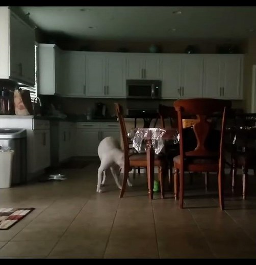 Adorable Boxer Puppy Playing With a Ball! 🐶💛