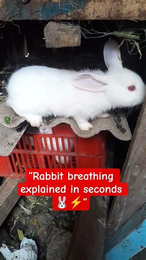 “Why is my rabbit breathing like this? 😳🐰 Don’t ignore this sign!”