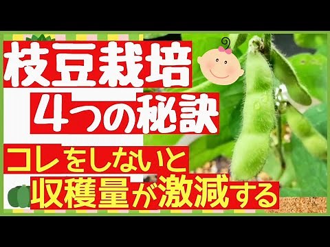 枝豆を何倍にもする最強の秘訣とは！失敗しない枝豆の育て方【摘芯・土寄せ・追肥・収穫】