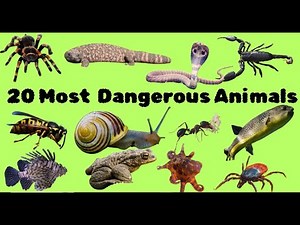 20 Poisonous & Venomous Animals |Deadliest Creatures Ever| Most Dangerous Poisonous Animals on Earth